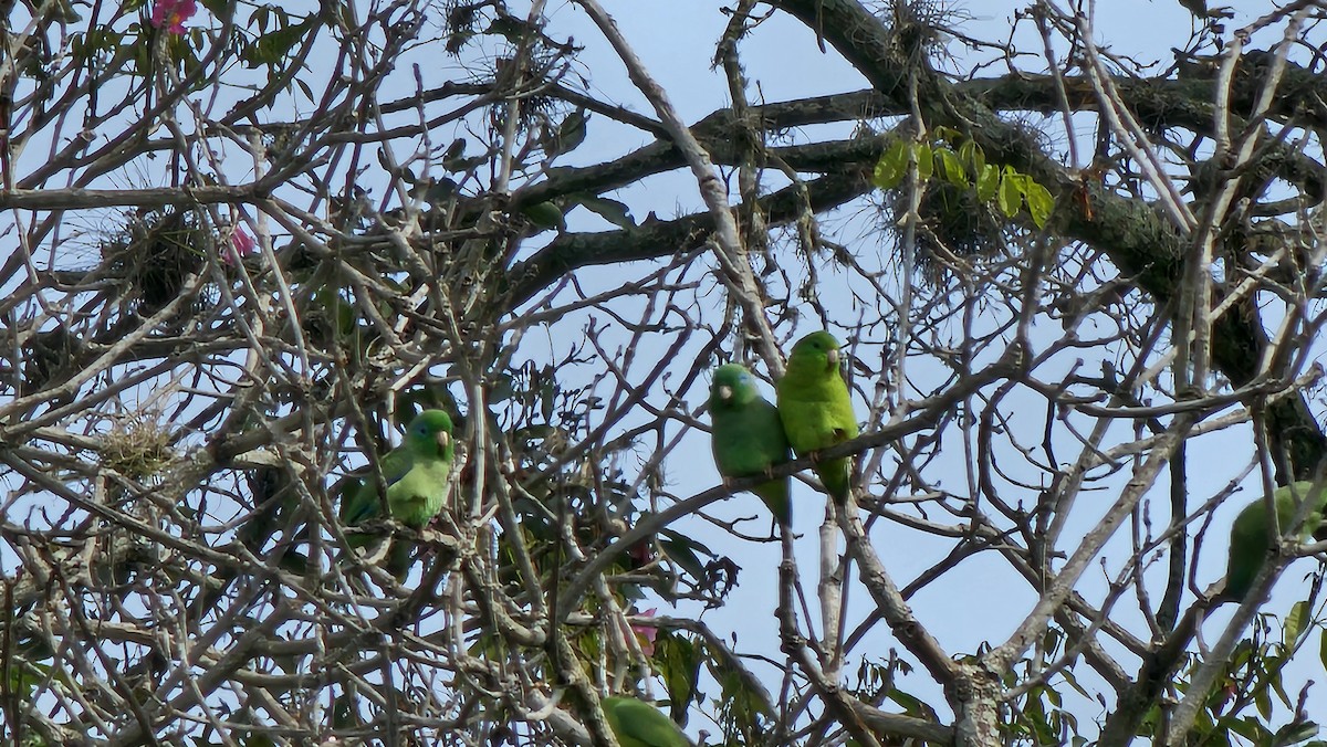 Spectacled Parrotlet - ML642951585