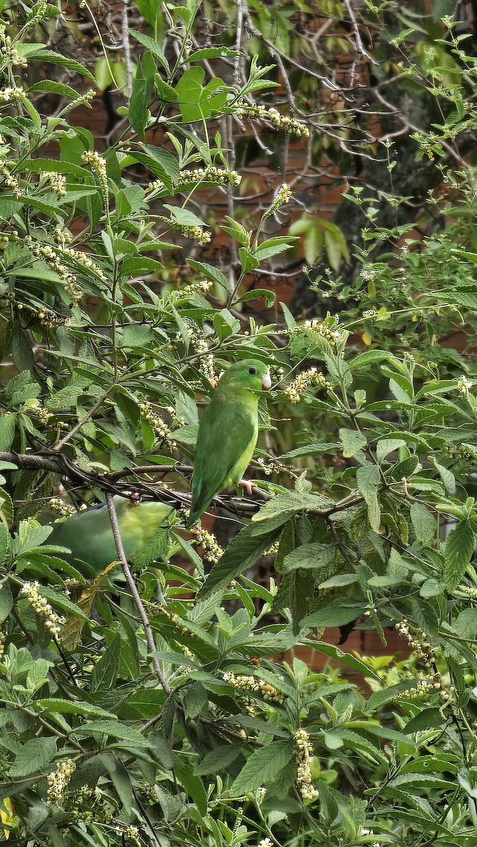 Spectacled Parrotlet - ML642951586