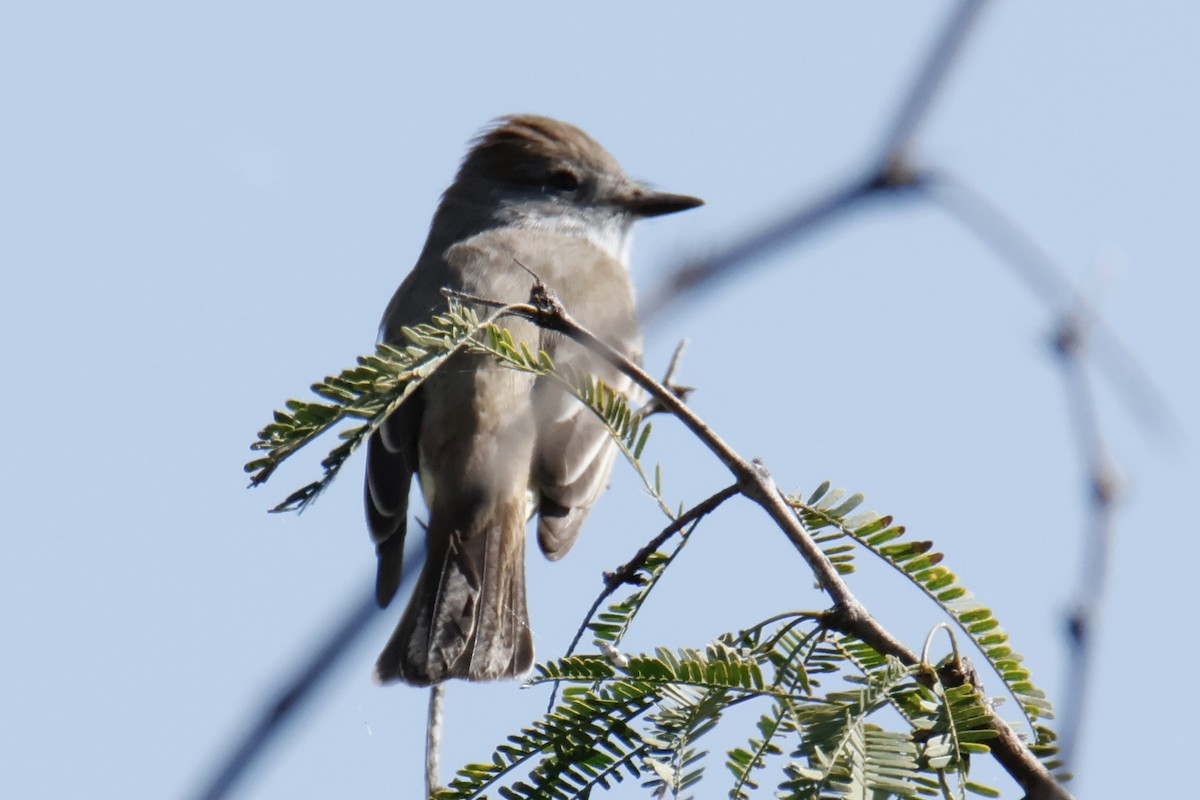 Ash-throated Flycatcher - ML642951587