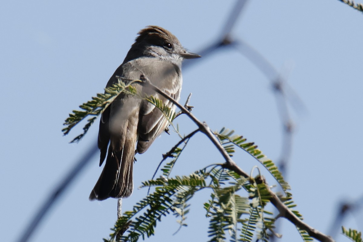Ash-throated Flycatcher - ML642951588