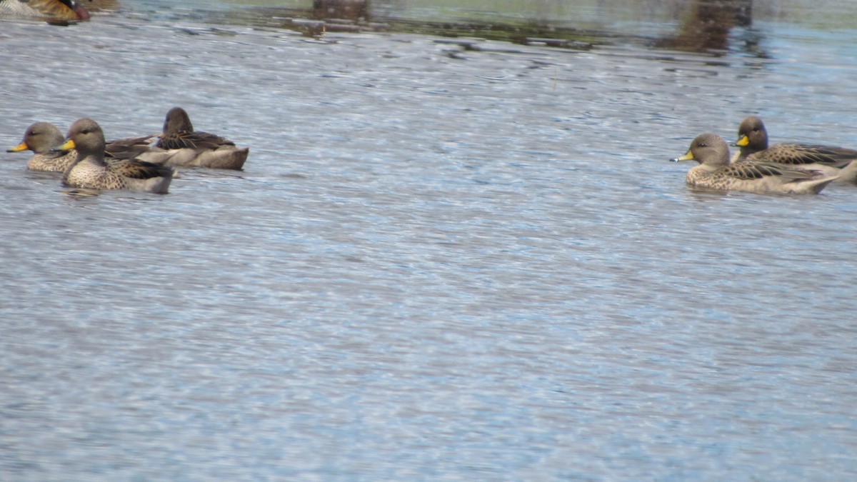 Yellow-billed Teal - ML642951589