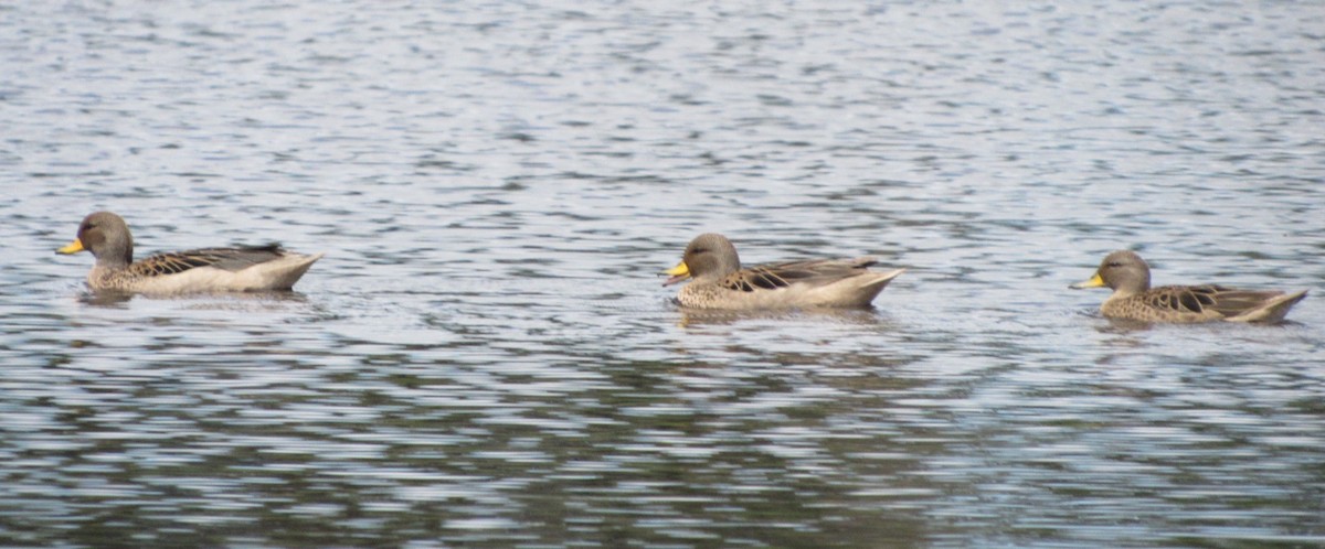 Yellow-billed Teal - ML642951591