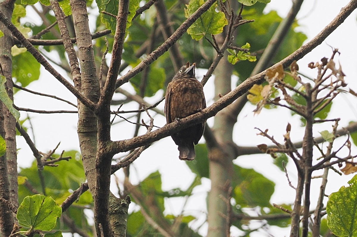 Gray-throated Barbet - ML642951592