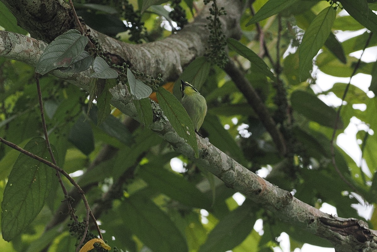 Yellow-throated Tinkerbird - ML642951594