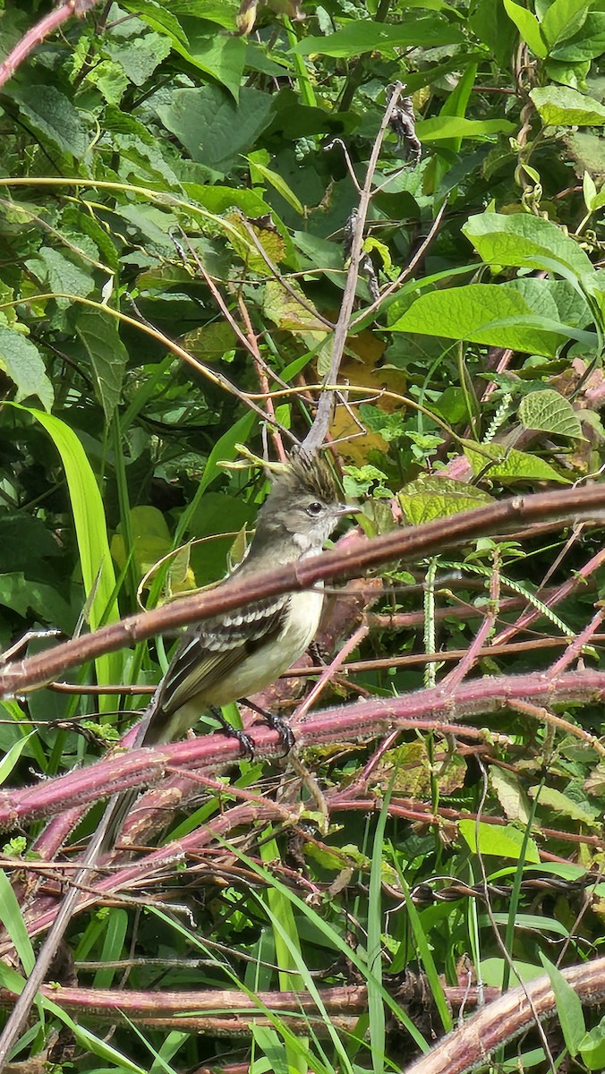 Yellow-bellied Elaenia - ML642951597