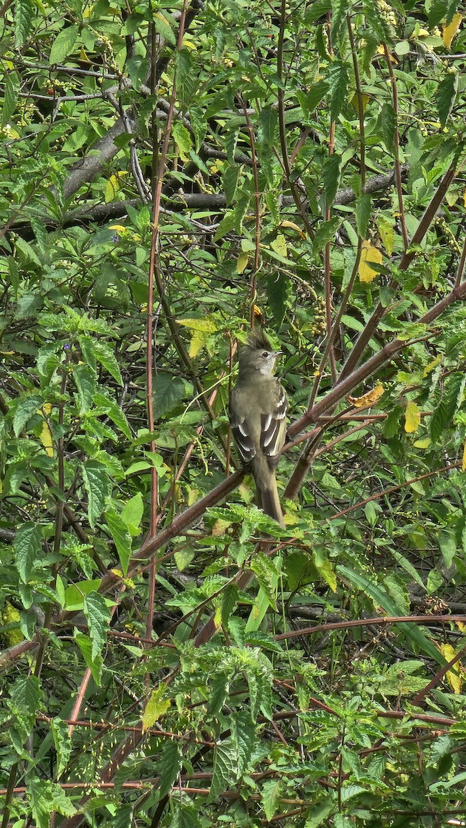 Yellow-bellied Elaenia - ML642951598