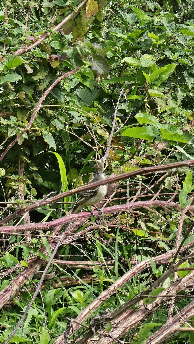 Yellow-bellied Elaenia - ML642951599