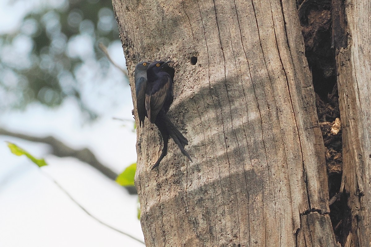 Narrow-tailed Starling - ML642951615