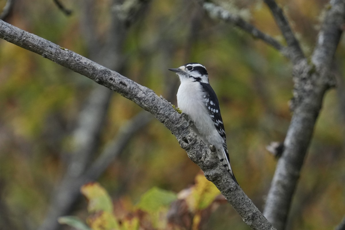 Downy Woodpecker - ML642951618