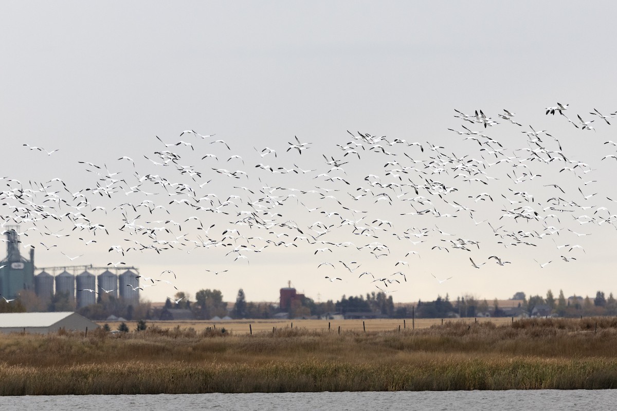 Snow Goose - ML642951619