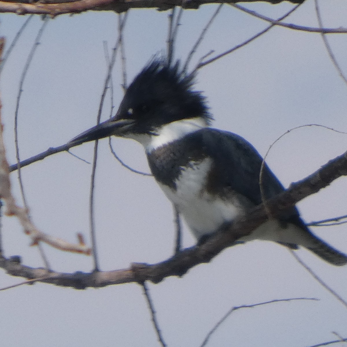 Belted Kingfisher - ML642951622