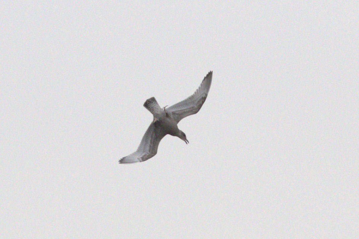 American Herring Gull - ML642951625