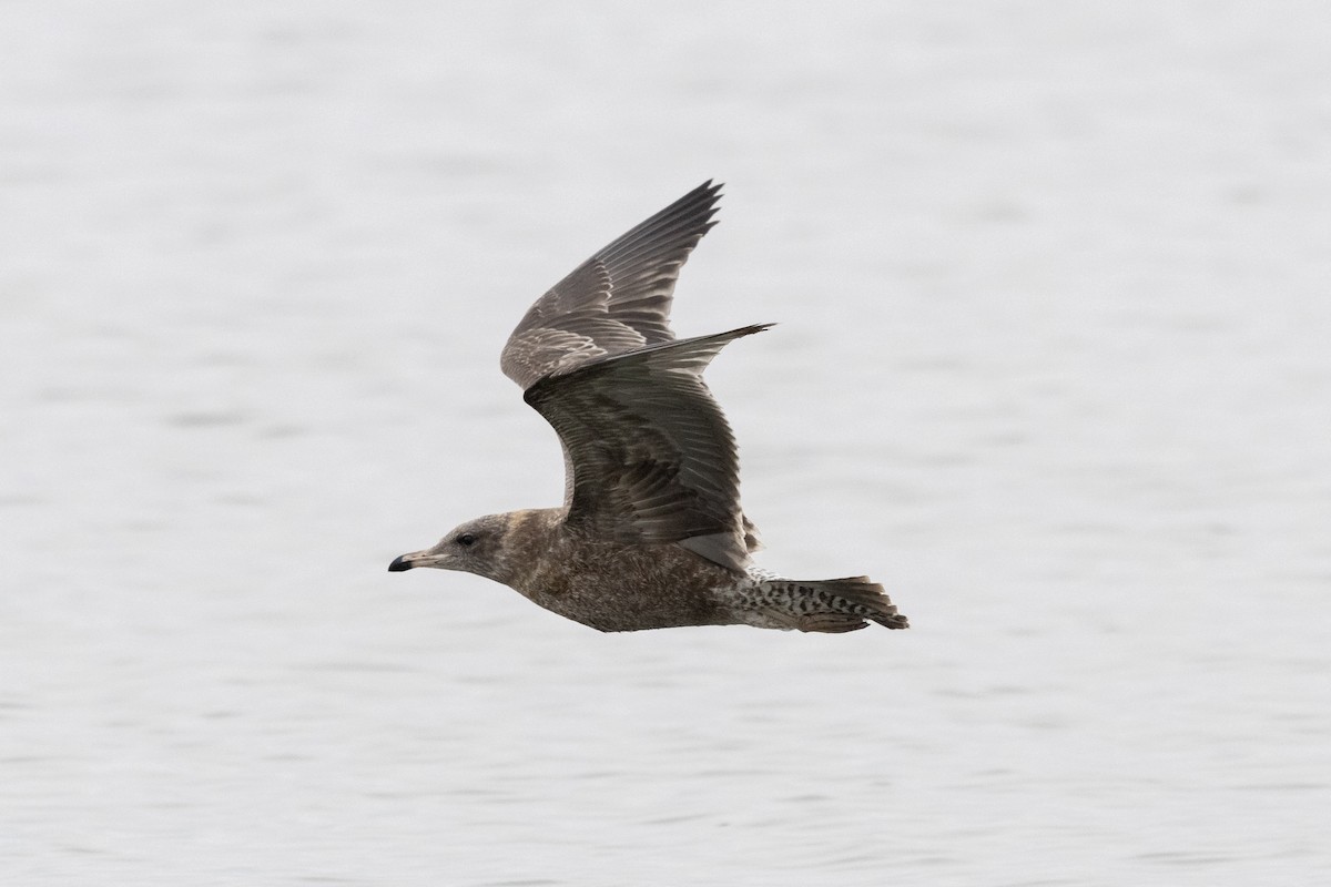 California Gull - ML642951630