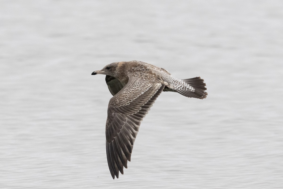 California Gull - ML642951631