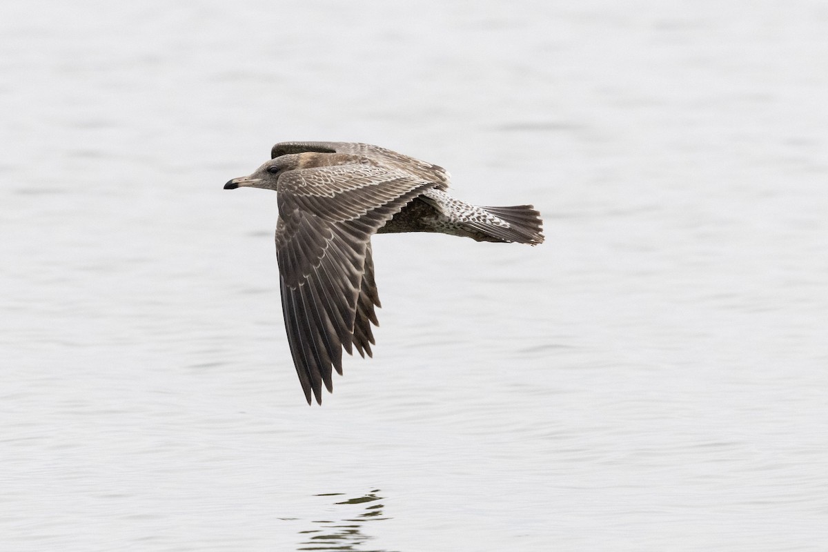 California Gull - ML642951632