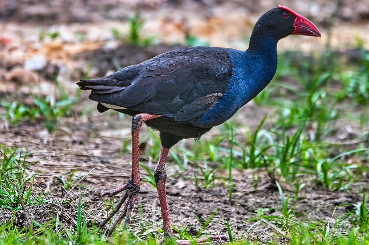 Australasian Swamphen - ML642951633