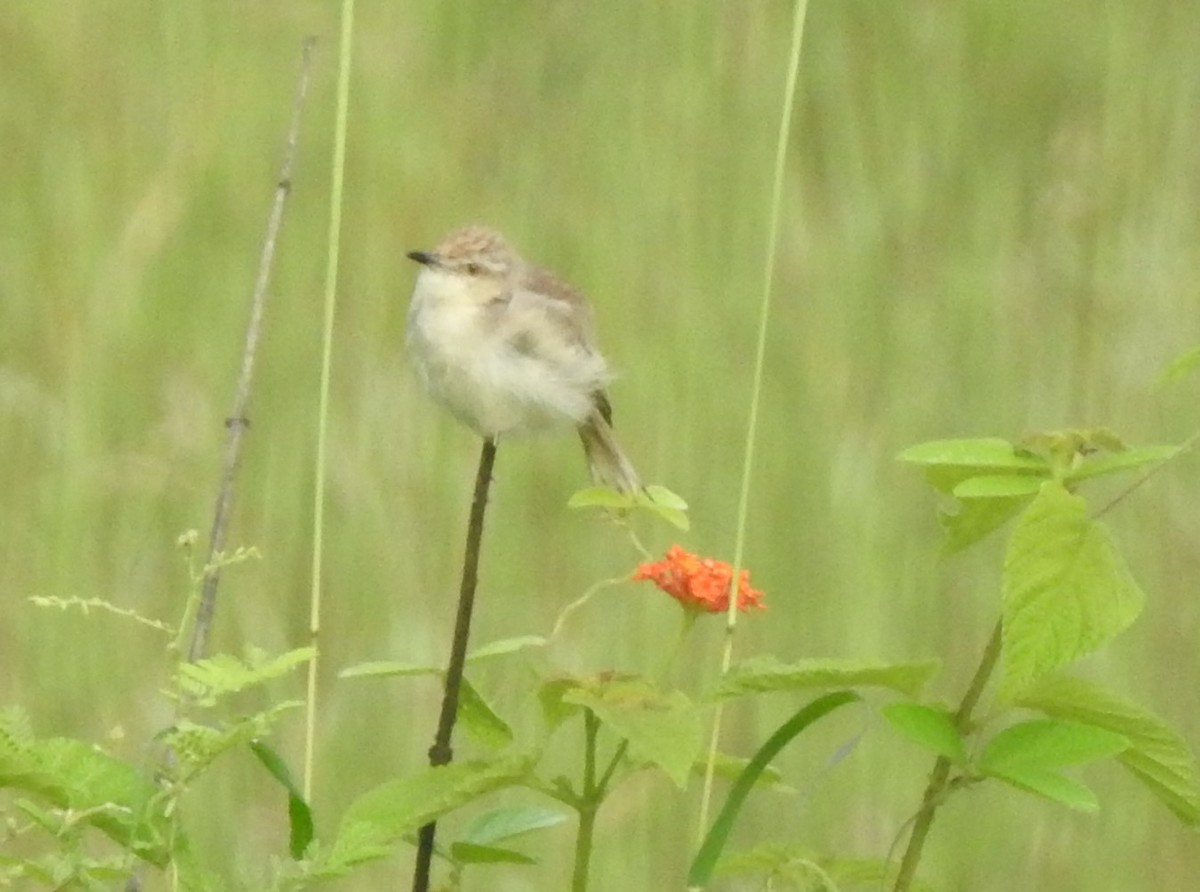Gray-breasted Prinia - ML642951635