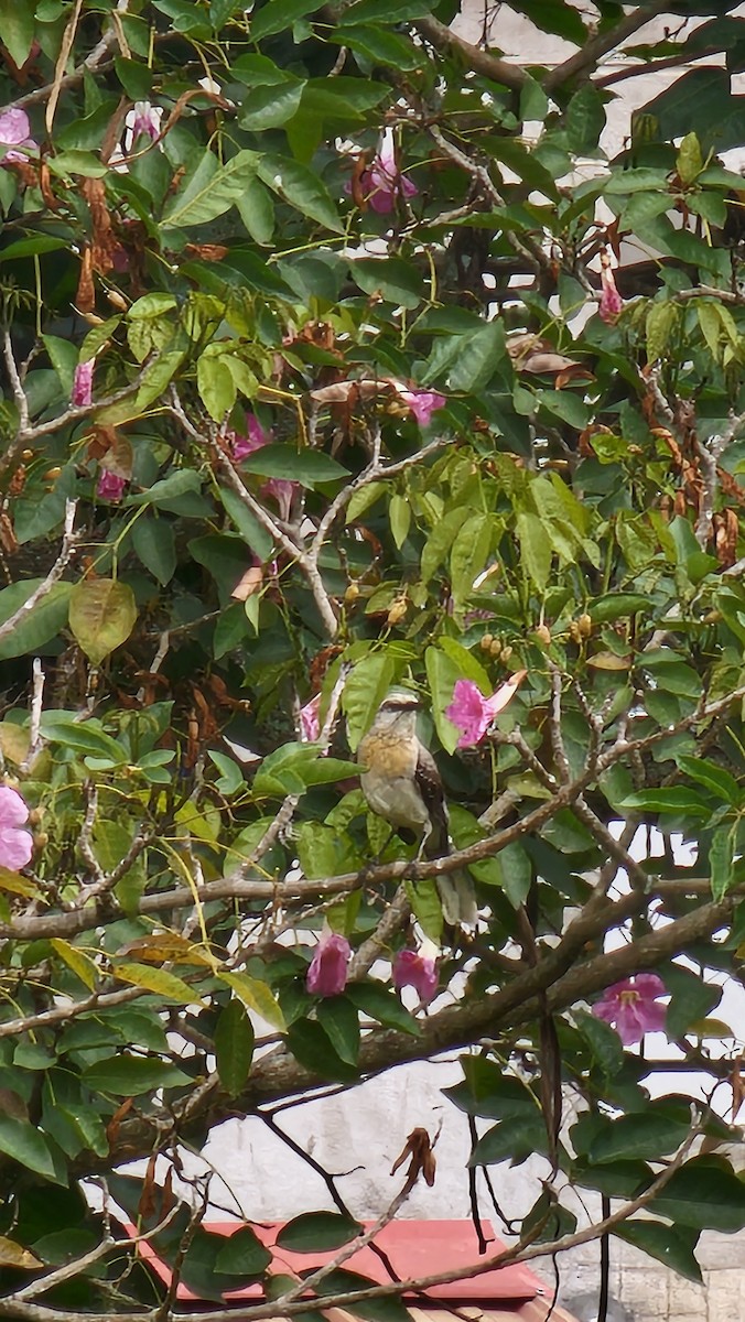 Tropical Mockingbird - ML642951638