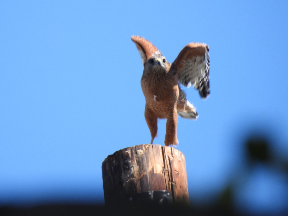 Red-shouldered Hawk - ML642951640