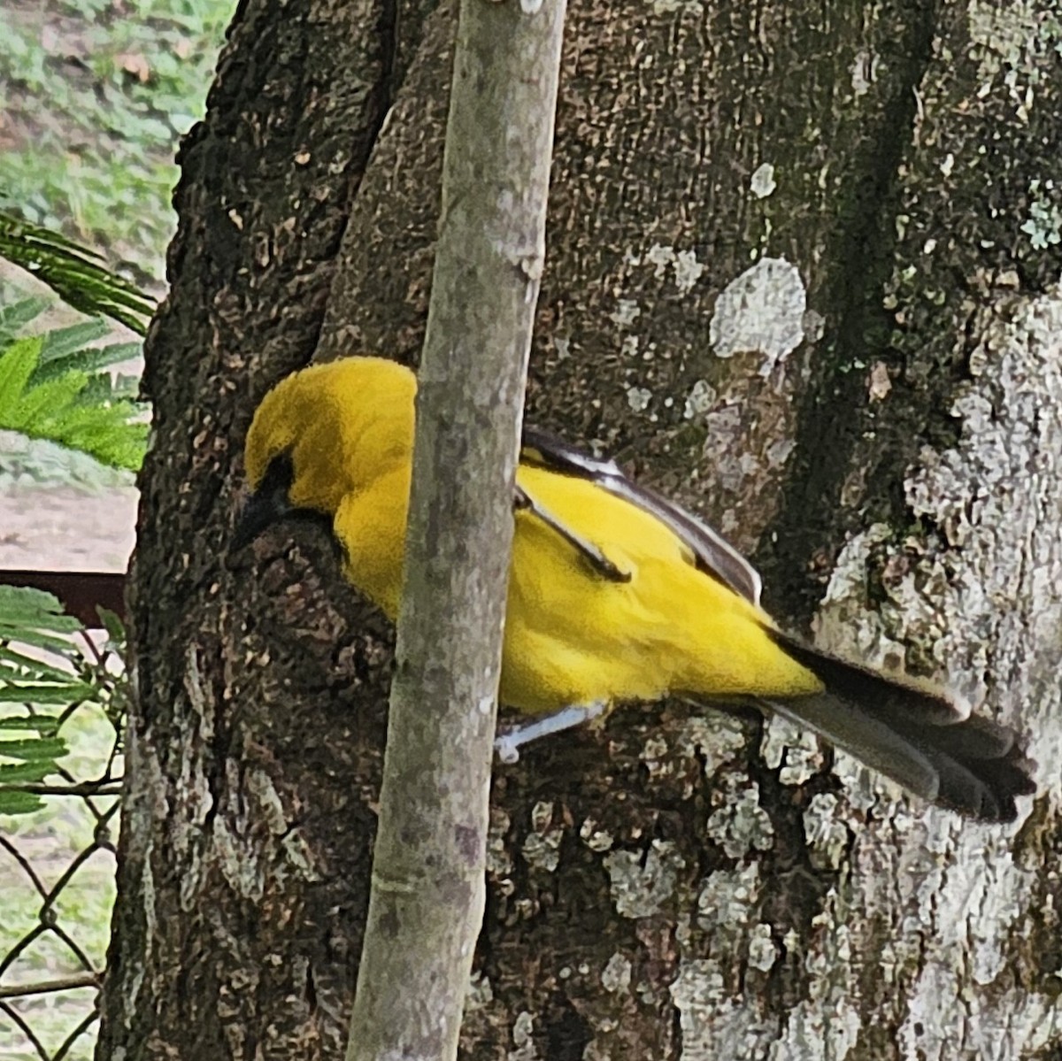 Yellow Oriole - ML642951641