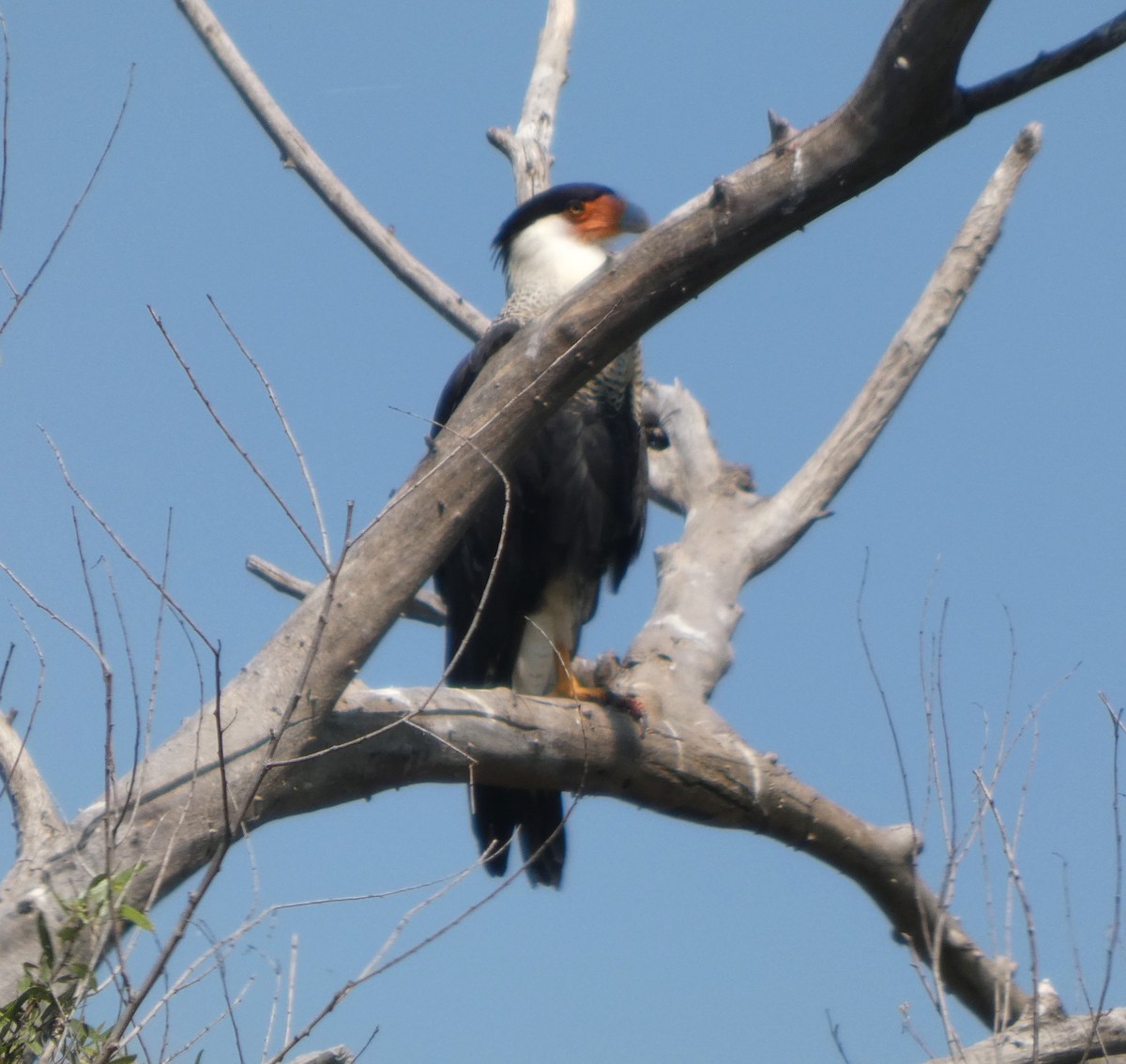 Crested Caracara - ML642951642