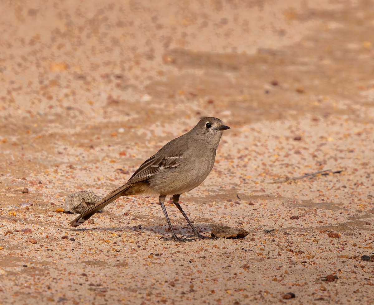 Southern Scrub-Robin - ML642951648