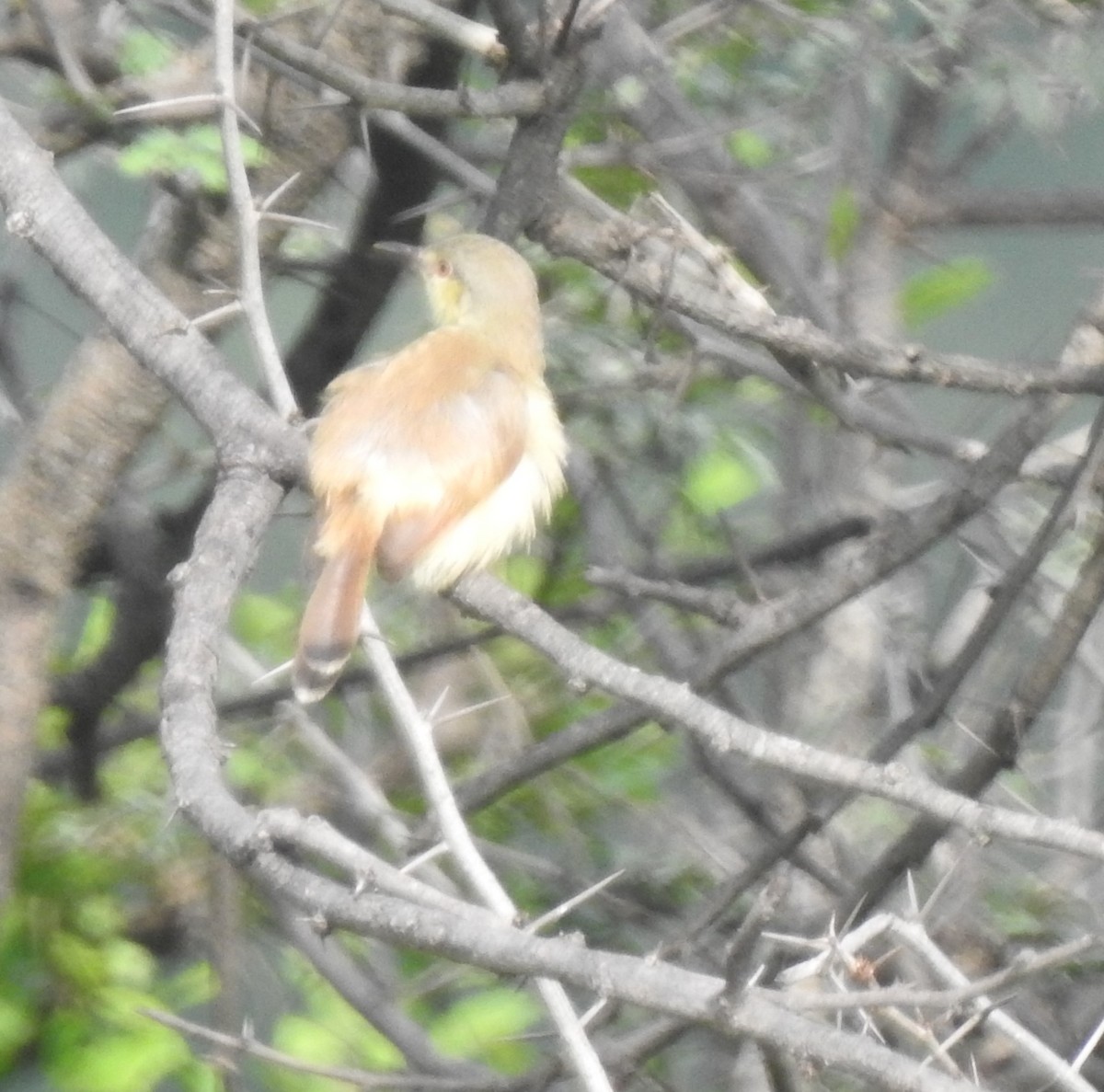 Ashy Prinia - ML642951650