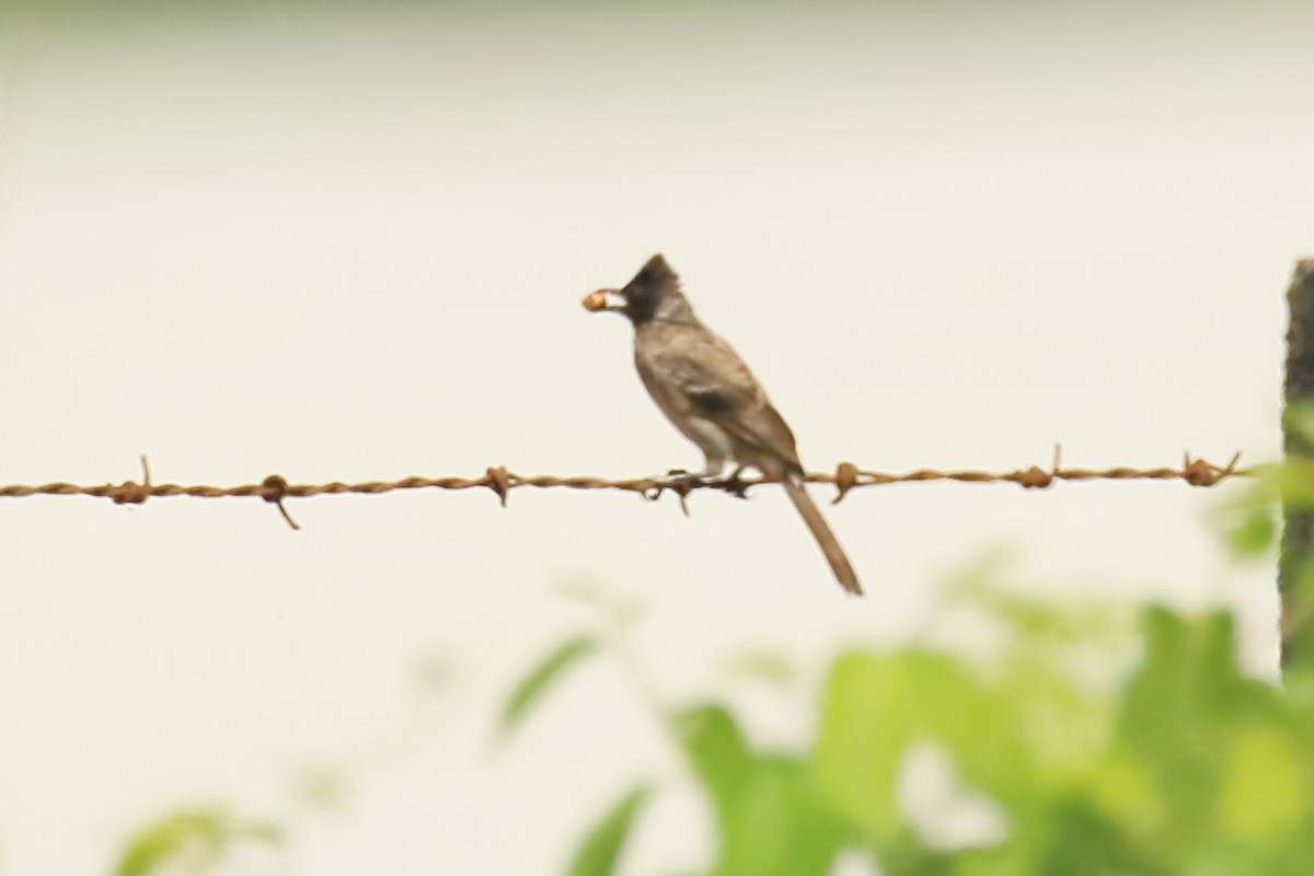 Bulbul masailgorria - ML642951652
