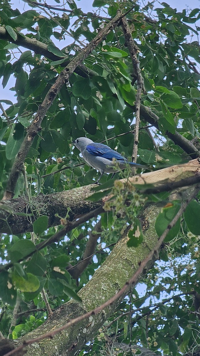 Blue-gray Tanager - ML642951653