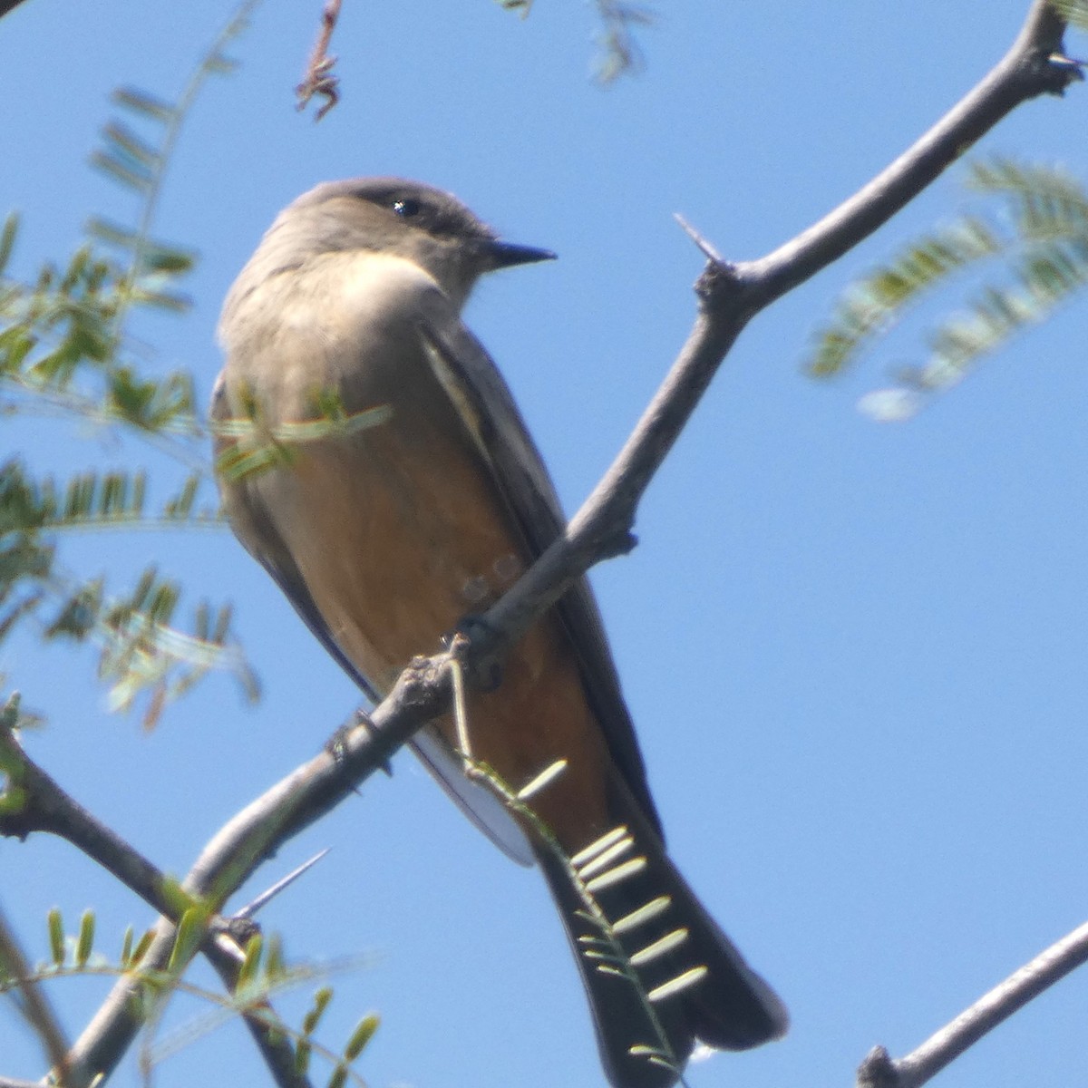 Say's Phoebe - ML642951656