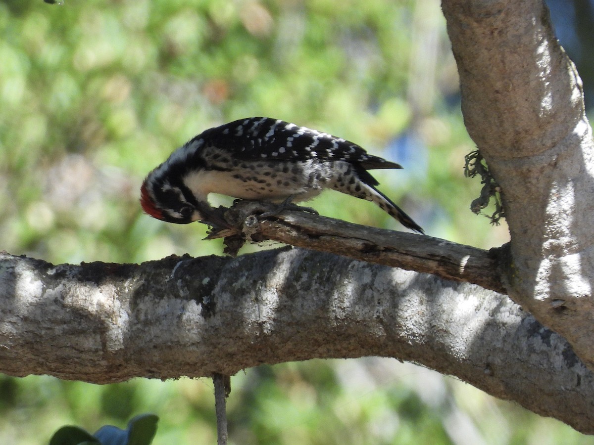 Nuttall's Woodpecker - ML642951657