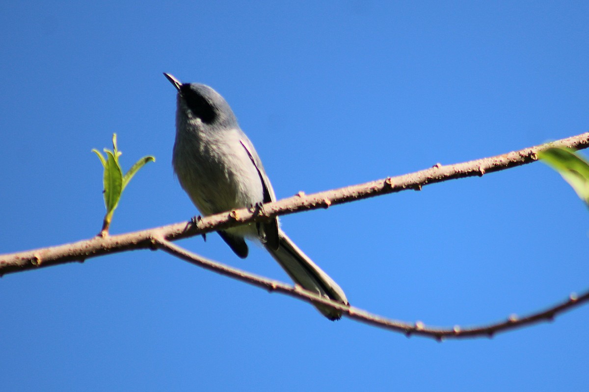 Masked Gnatcatcher - ML642951666