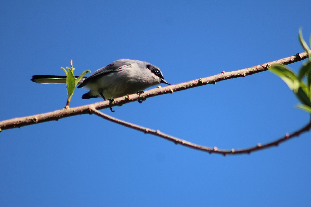 Masked Gnatcatcher - ML642951667