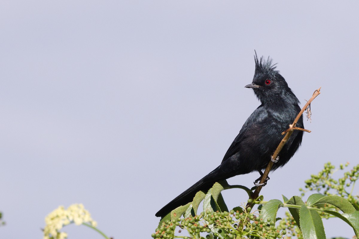 Phainopepla - ML642951673
