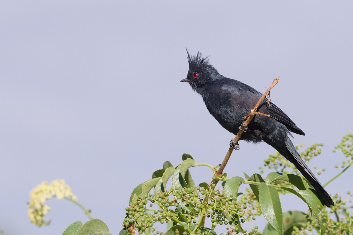 Phainopepla - ML642951674