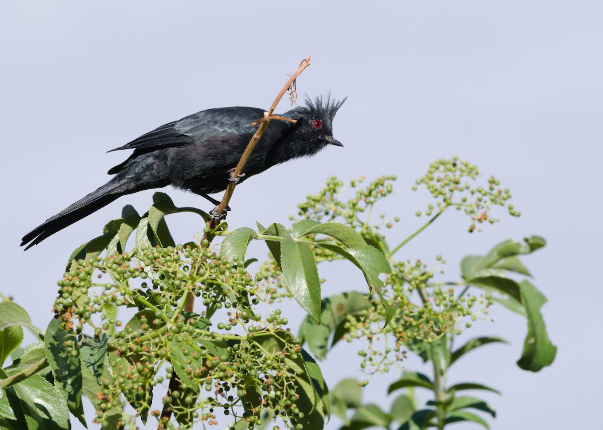 Phainopepla - ML642951676