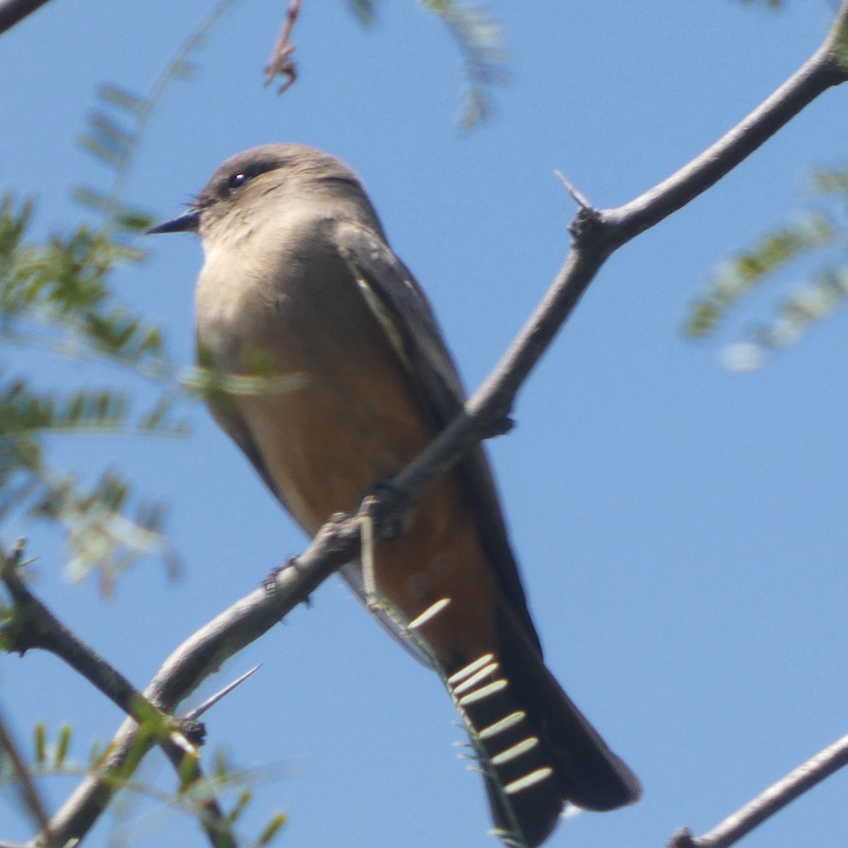 Say's Phoebe - ML642951678