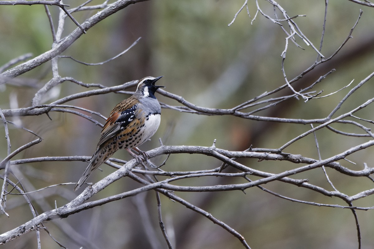 Spotted Quail-thrush - ML642951688
