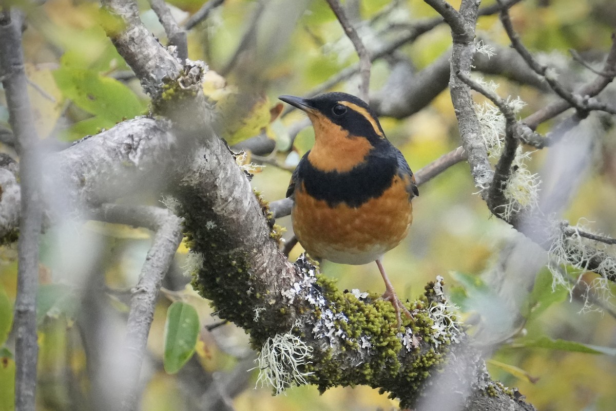 Varied Thrush - ML642951690