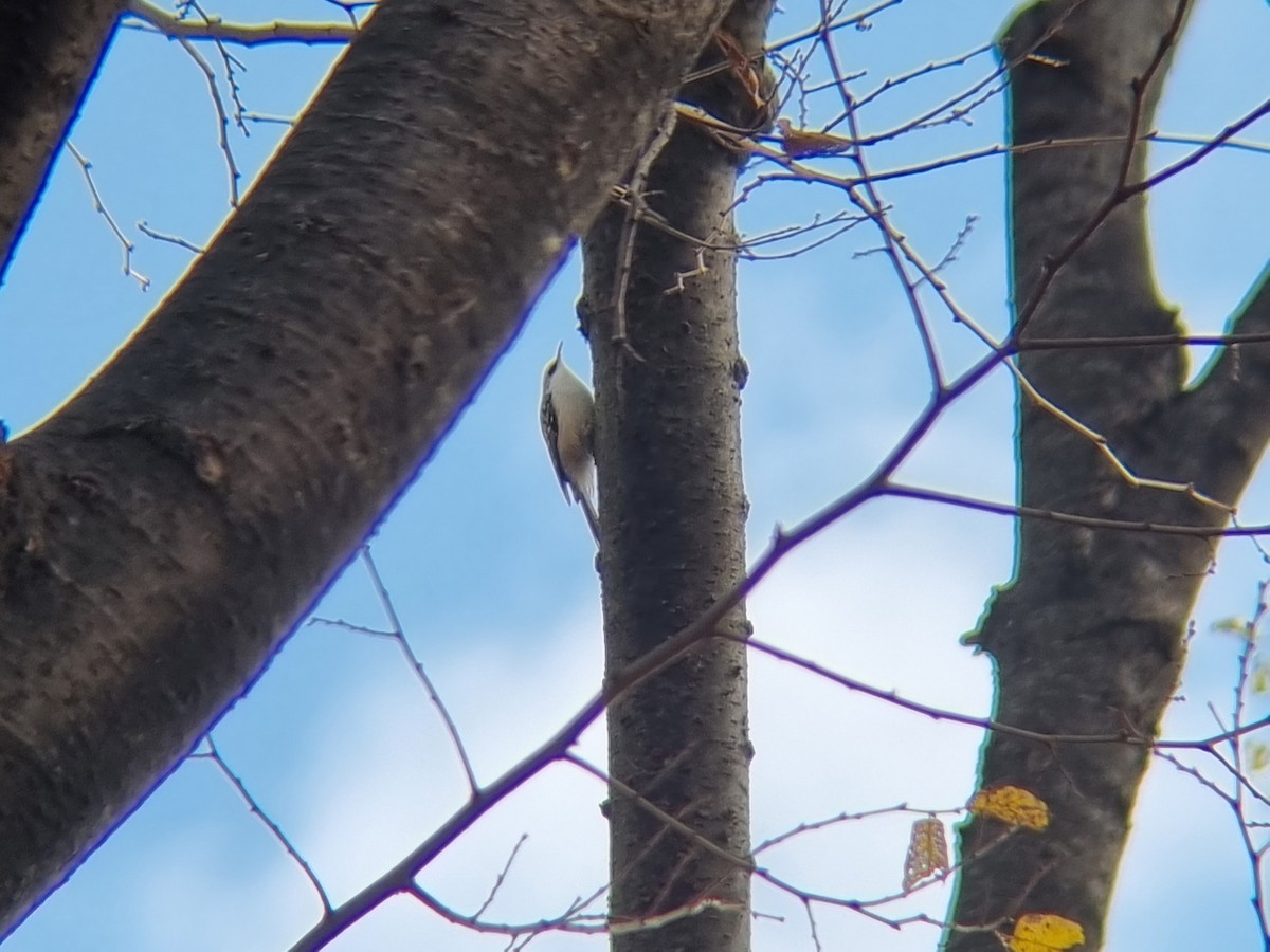 Eurasian Treecreeper - ML642951709