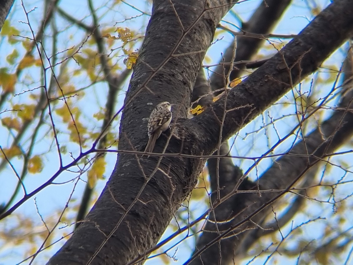 Eurasian Treecreeper - ML642951710