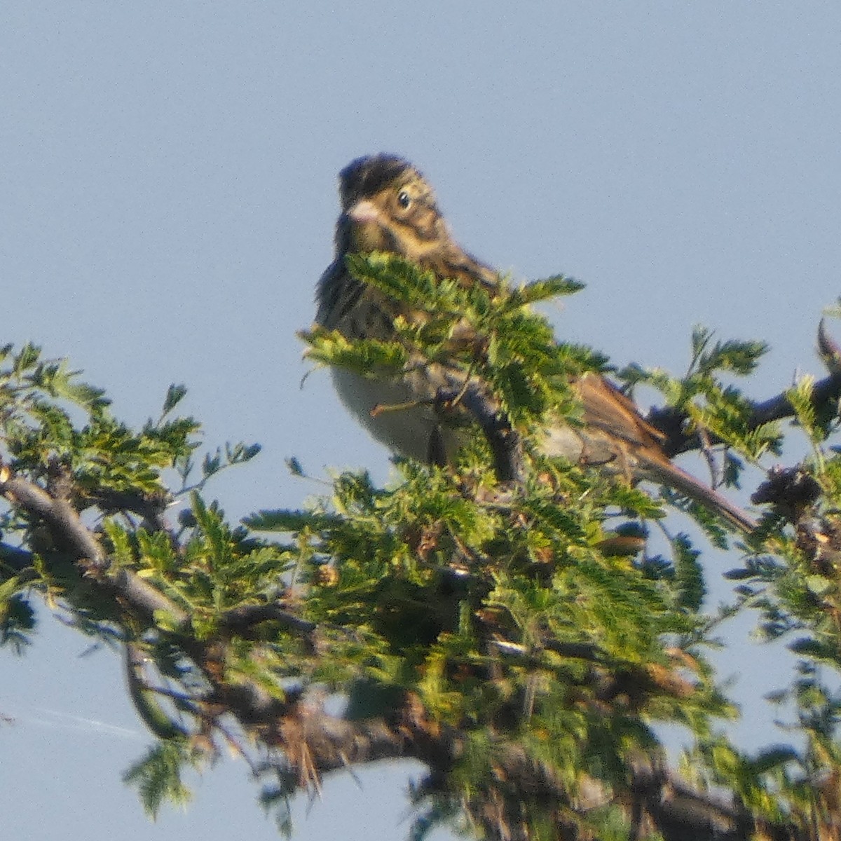 Savannah Sparrow - ML642951714