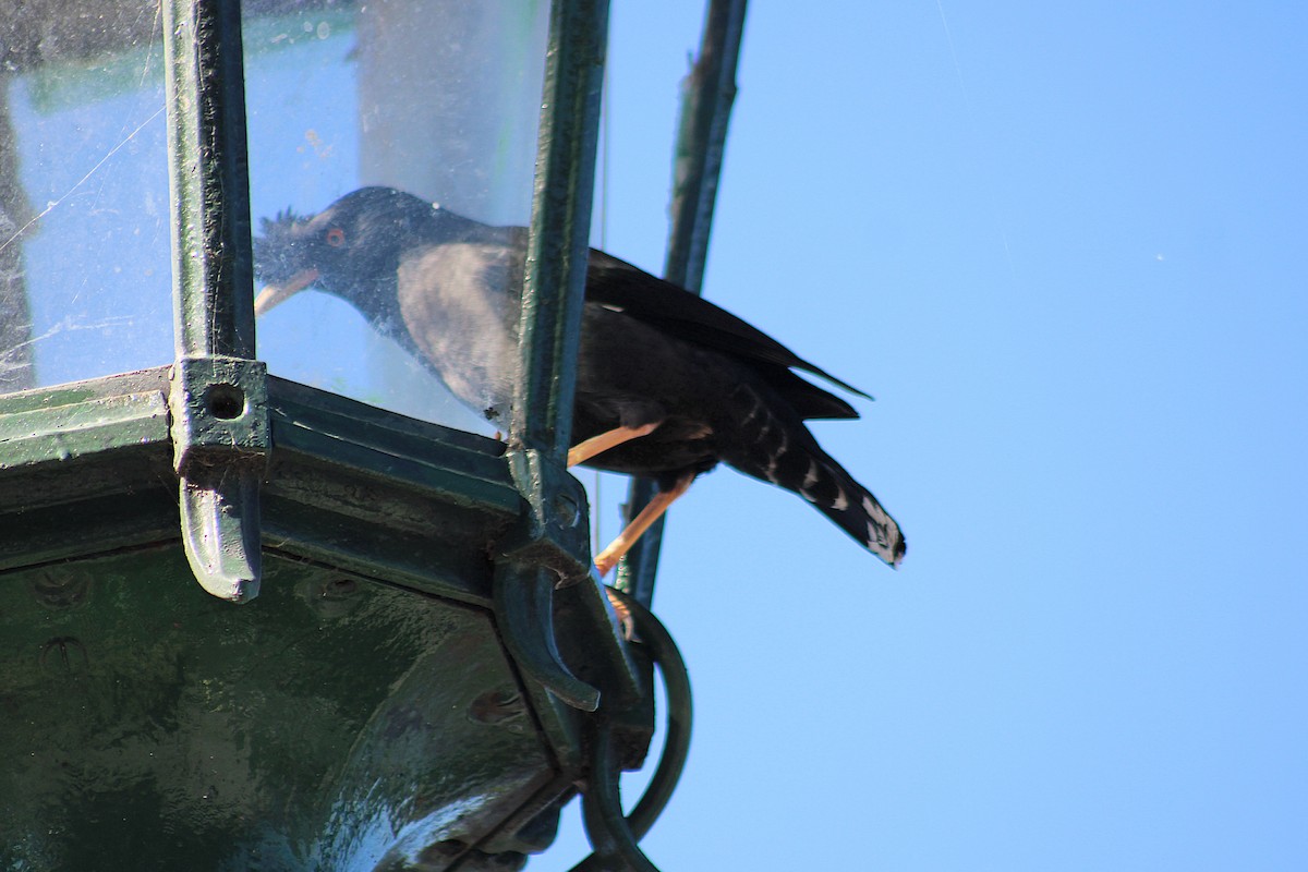 Crested Myna - ML642951715