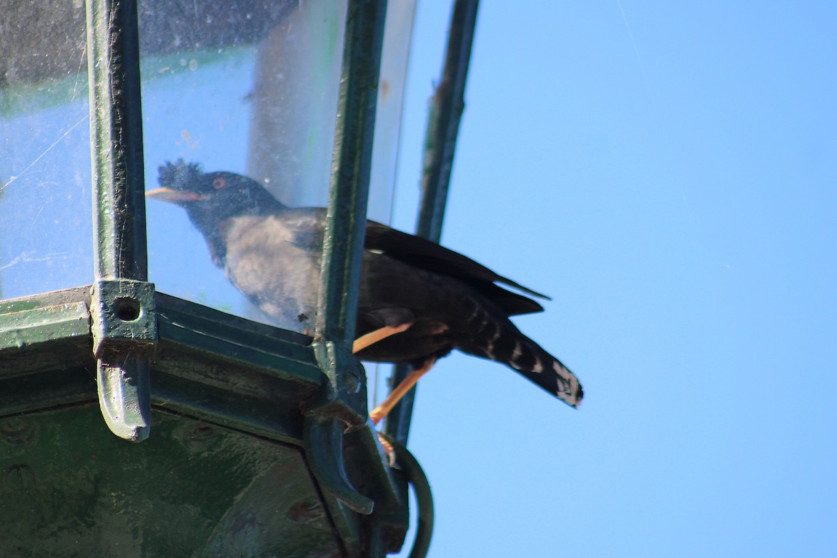 Crested Myna - ML642951716