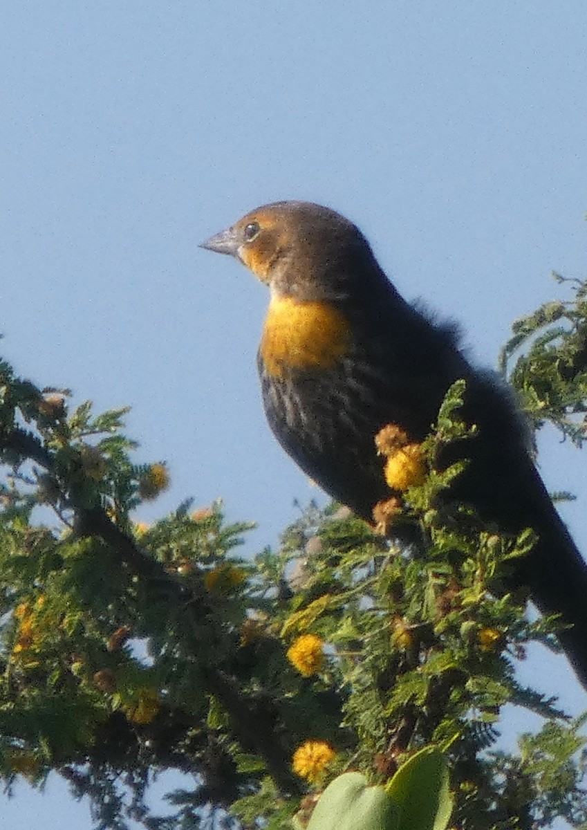 Yellow-headed Blackbird - ML642951726