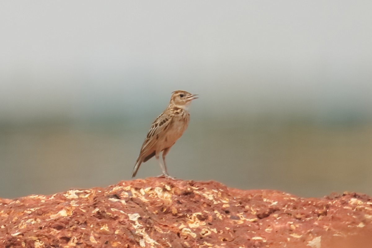 Malabar Lark - ML642951727