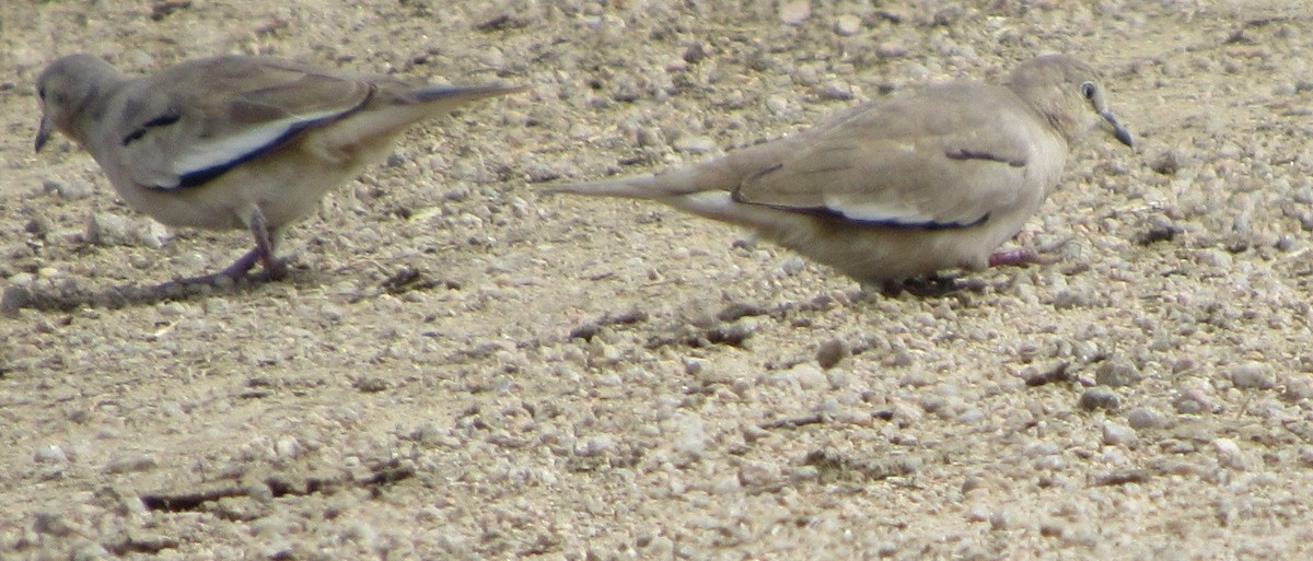 Picui Ground Dove - ML642951728