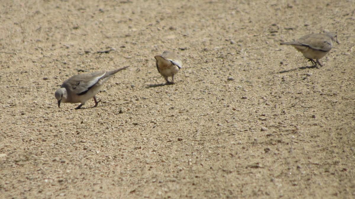 Picui Ground Dove - ML642951729