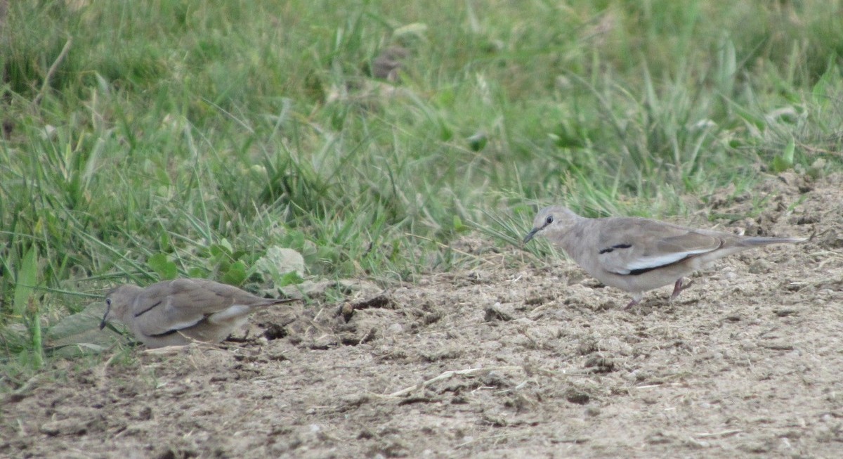Picui Ground Dove - ML642951730