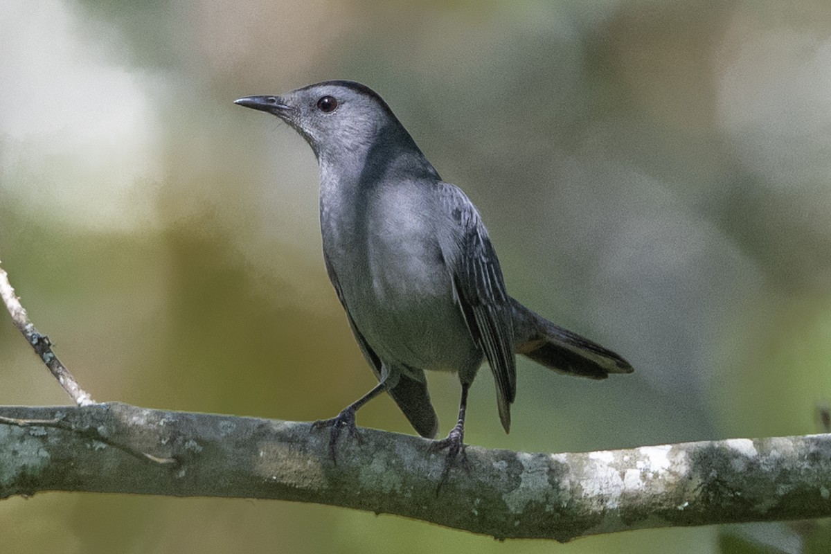 Gray Catbird - ML642951731